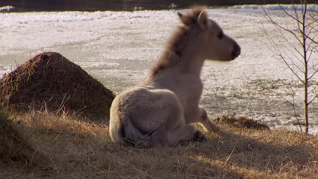 雅库特马的新生小马驹。该品种以适应极端寒冷的气候而闻名，并以深雪覆盖下的植被为食，在没有遮蔽的温度下生存视频下载