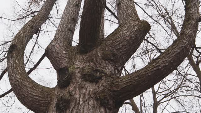 精灵树人物手枝面对神秘的森林幻想视频下载