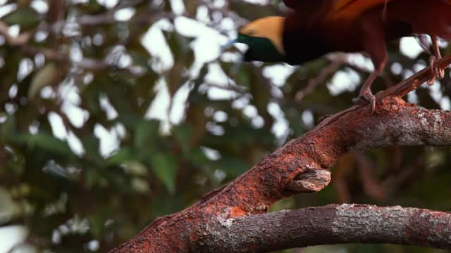 大极乐鸟求爱/巴布亚岛，印度尼西亚视频下载