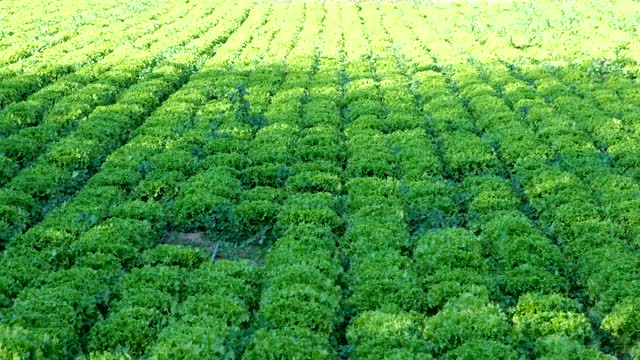绿色卷曲的莴苣植物生长在农村地区的田地里。视频素材