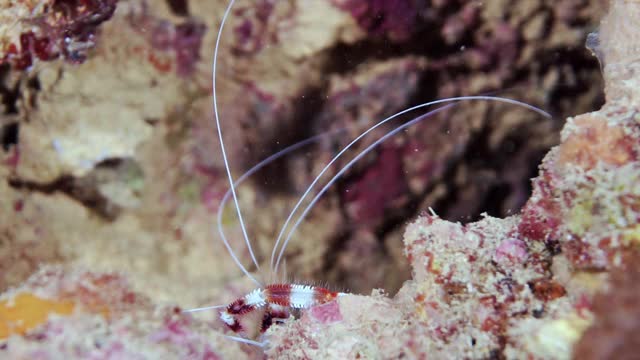 带状珊瑚虾(狭爪珊瑚虾)用爪子觅食视频素材