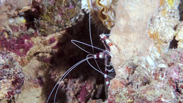 带状清洁虾在珊瑚礁上捡起寄生虫视频素材