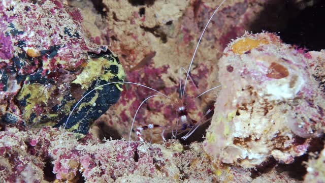 水下珊瑚虾的惊人行为视频素材