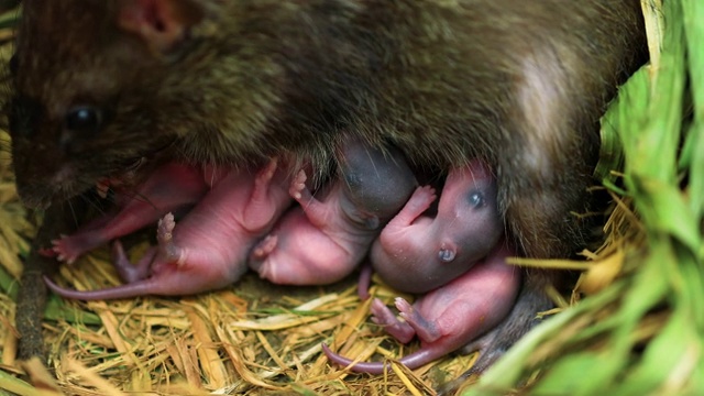 农场巢中新生小老鼠和雌性棕色老鼠。视频素材