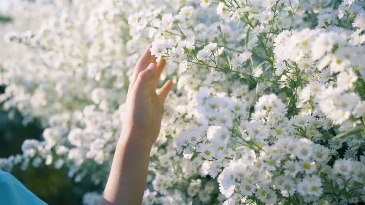 緩慢的運動。女孩的手摸著白花。視頻素材