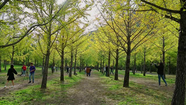 游客漫步在阳光明媚的秋日银杏林中视频下载
