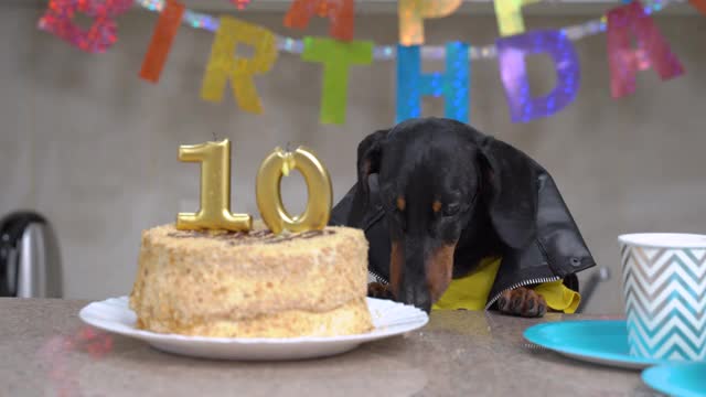 酷酷的腊肠狗穿着皮夹克庆祝十年，吃着美味的数字蜡烛节日蛋糕，公寓装饰着“生日快乐”为派对视频素材