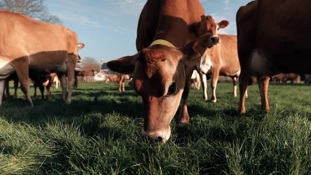 奶牛在奶牛场吃草视频下载