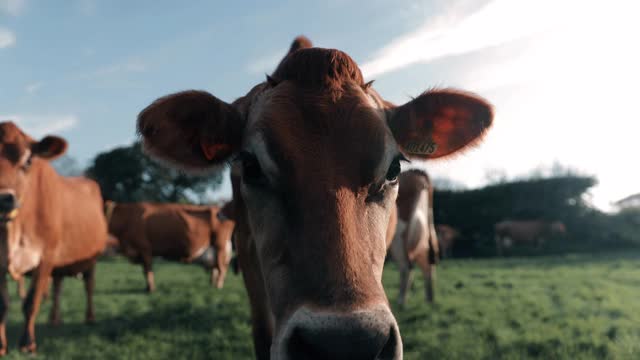 奶牛站在奶牛场视频素材
