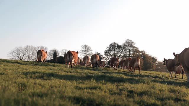 奶牛在奶牛场散步视频素材