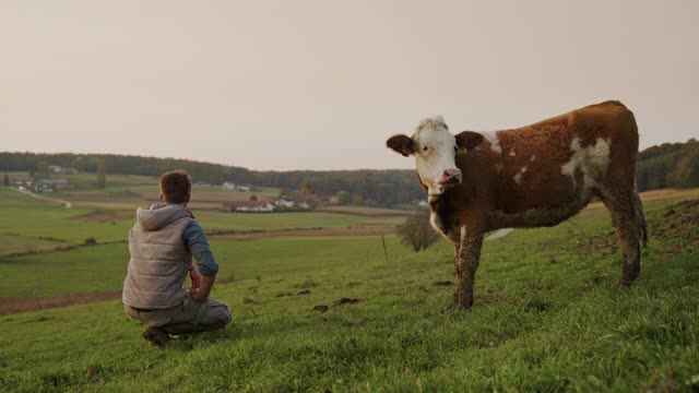 农夫站在牧场的一头牛旁边，看着远处视频素材