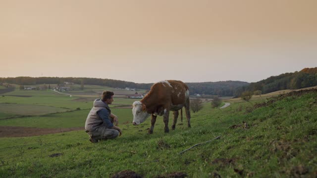 农夫跪在牧场上的一头奶牛旁边，环顾四周视频素材