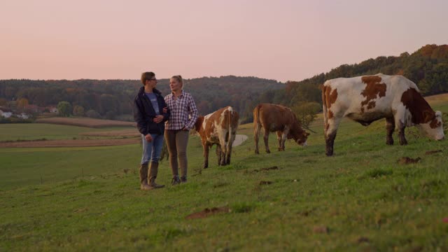 一对农民在满是奶牛的牧场上摆姿势视频素材