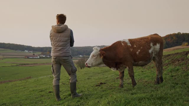 农夫在牧场上抚摸着他的家牛视频素材