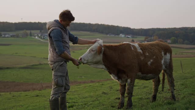 在牧场上喂养和抚摸一头奶牛的农民视频素材