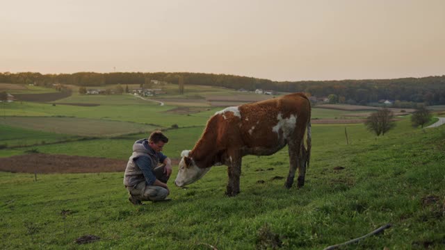 农夫在牧场上抚摸着一头奶牛视频素材