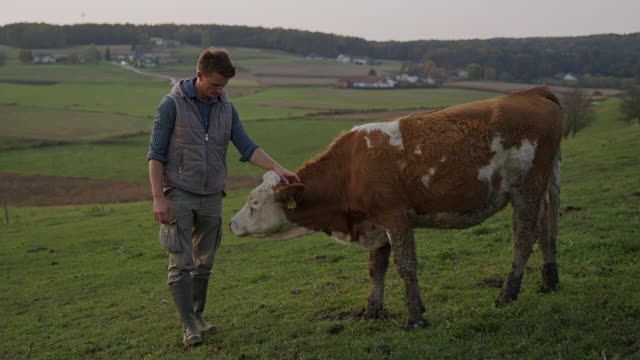 SLO MO一个农民和一头奶牛在牧场上的肖像视频素材