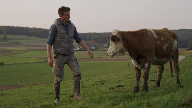 农夫在牧场上抚摸着一头奶牛视频素材
