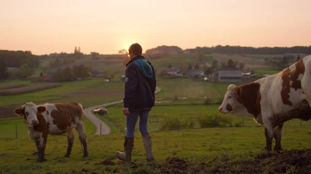 一个农夫在牧场上走在一群牛中间视频下载