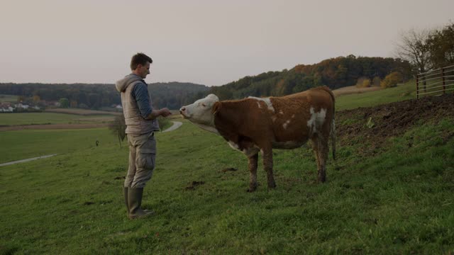 农夫抚摸着他的家牛视频素材
