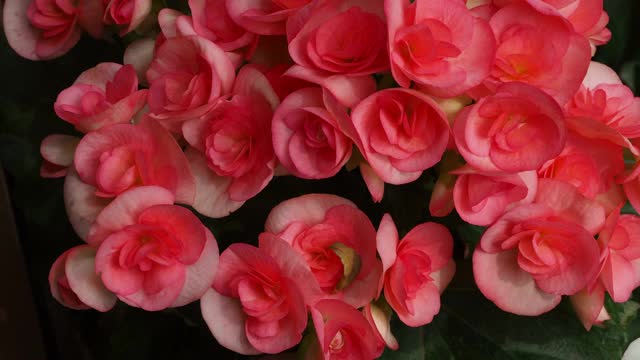 秋海棠鳞茎(蔷薇形)，粉红色的蔷薇形秋海棠视频下载