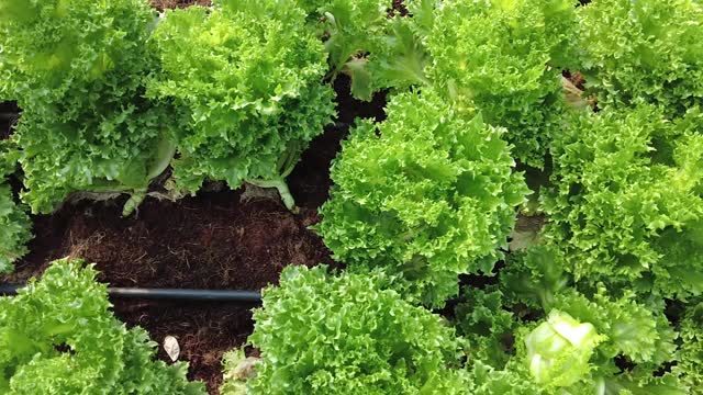 有机农场的绿叶沙拉配土壤。食品和蔬菜的健康。视频素材