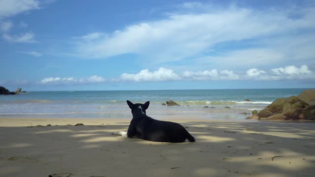 狗躺在沙滩上视频下载