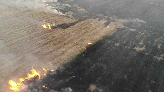 鸟瞰图水稻燃烧与烟收获后造成的空气污染视频素材
