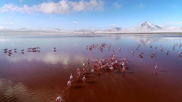一群火烈鸟在红湖(拉古纳科罗拉多)在高原/玻利维亚视频下载