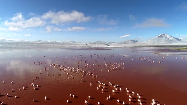一群火烈鸟在红色的湖(拉古纳科罗拉多)在高原/玻利维亚视频下载