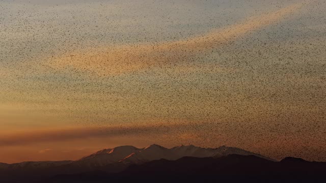 黄昏时分，椋鸟在卡尼古山脉的布拉瓦海岸飞行视频素材