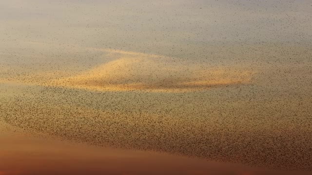 椋鸟在天空中飞行的美丽视频视频素材