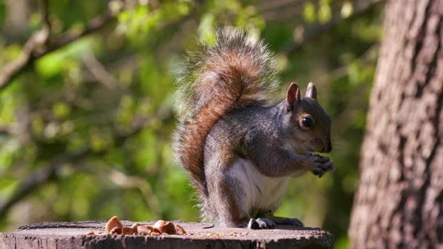 灰松鼠吃坚果，斯卡伯勒，北约克郡，英格兰视频素材