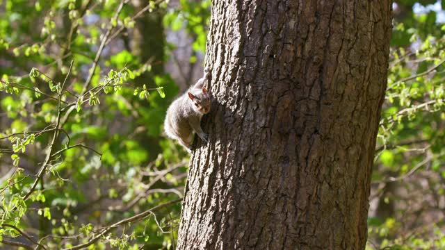 树上的灰松鼠，英格兰北约克郡斯卡伯勒视频素材