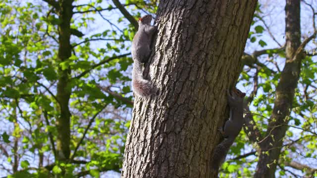 两只灰松鼠在树上，英格兰北约克郡的斯卡伯勒视频素材