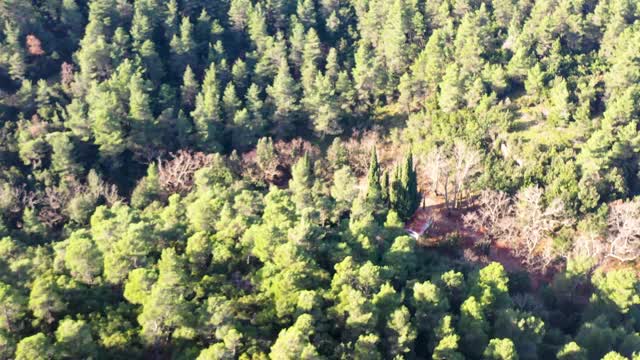 松树林的航拍镜头视频素材
