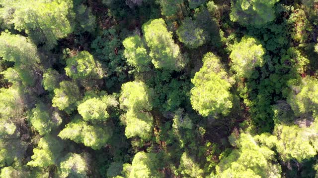 松树林的航拍镜头视频素材