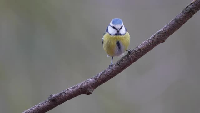 蓝色山雀，蓝翠鸟，冬天视频素材