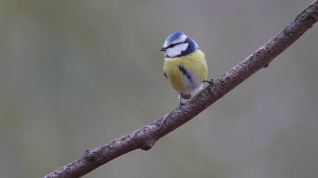 蓝色山雀，蓝翠鸟，冬天视频素材