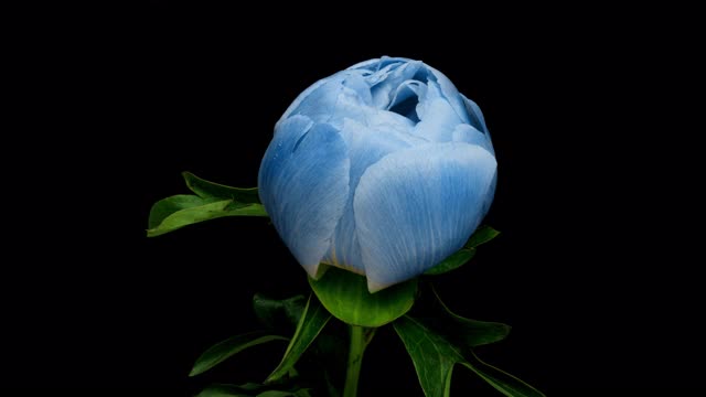 壮观美丽的蓝色牡丹盛开在黑色背景的时间流逝。盛开的牡丹花开了，时光流逝，特写视频下载