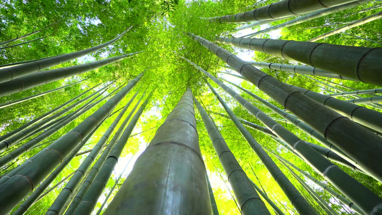 竹子生长，从下面看视频下载