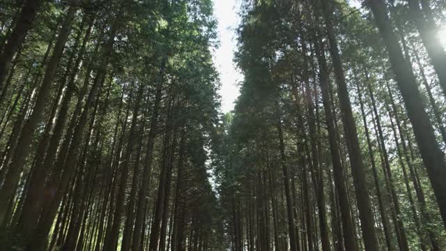 阳光穿过森林/韩国视频素材