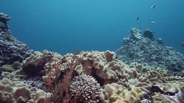珊瑚礁自然碳捕获系统视频素材