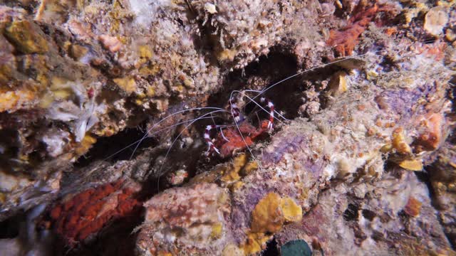 水下缝隙中的清洁虾(狭虾)视频素材