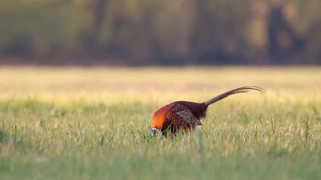 春天在绿色草地上觅食的公野鸡视频素材