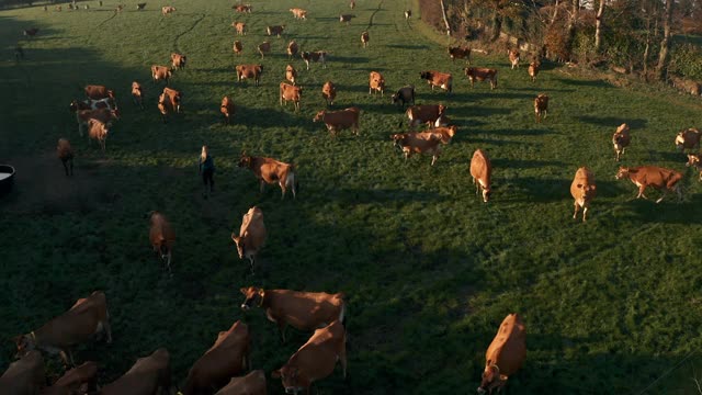 年轻女子走在牛群中间视频素材