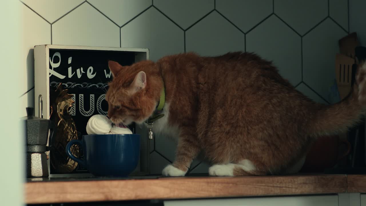 一只红猫正在吃甜棉花糖。视频下载