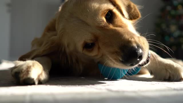 无聊的金毛猎犬在客厅玩她的玩具。视频下载
