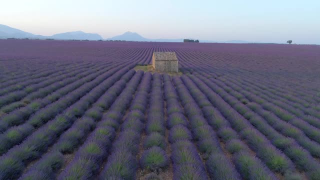 晴空下的薰衣草田的航拍，無人機在日落時向谷倉的鄉村景觀-法國普羅旺斯瓦朗索視頻下載