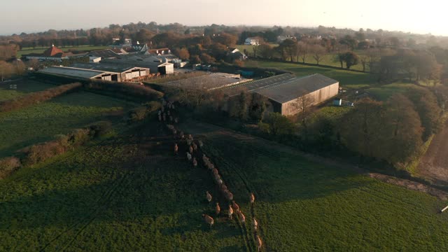 奶牛进牲口棚视频素材